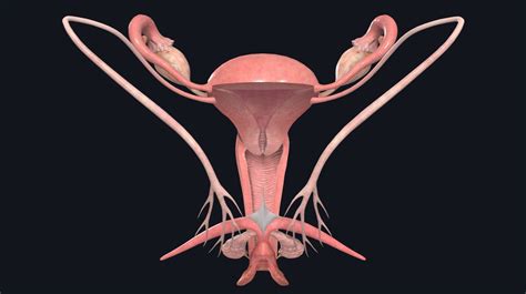 genetal|sex organs of female.